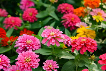 Colorful beautiful blooming Zinnia flowers in garden