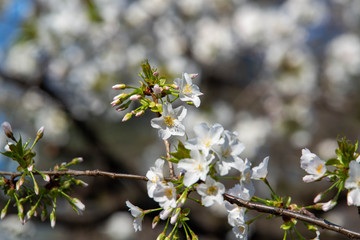 桜