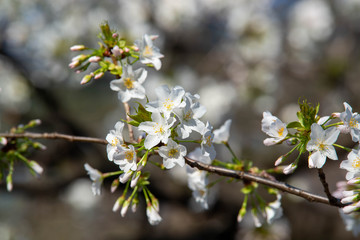 桜