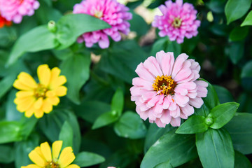 Colorful beautiful blooming Zinnia flowers in garden