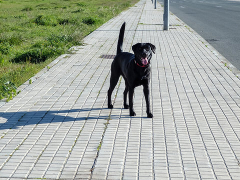 Perro labrador con cara simpatica