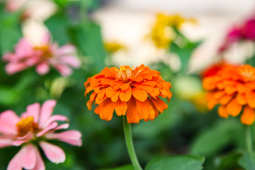 Colorful beautiful blooming Zinnia flowers in garden
