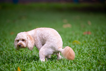 犬の動作　ウンチ