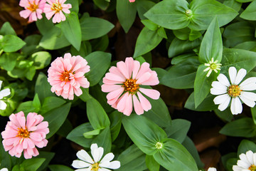 Colorful beautiful blooming Zinnia flowers in garden