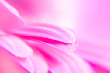 Gerber flower close up, macro background, defocused pink wallpaper. Close-up of flowers and petals of pink gerbera daisies. Pink gerbera flower.