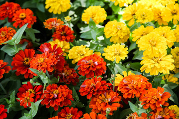 Colorful beautiful blooming Zinnia flowers in garden