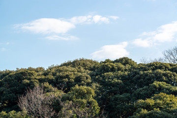 trees in the mountains
