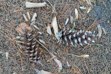 Cones lie on needles from a tree