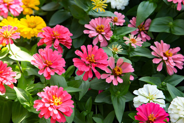 Colorful beautiful blooming Zinnia flowers in garden