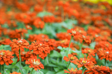 Orange beautiful blooming Zinnia flower in garden