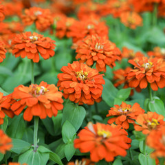Orange beautiful blooming Zinnia flower in garden
