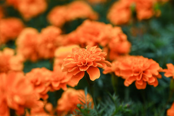 Orange beautiful blooming Zinnia flower in garden