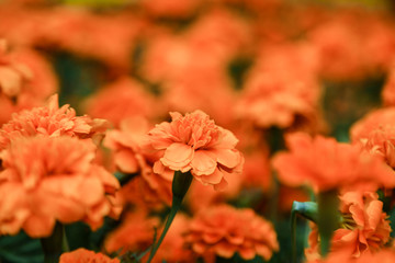 Orange beautiful blooming Zinnia flower in garden