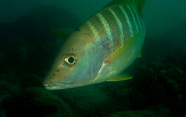 Naklejka premium underwater fish coral caribbean sea