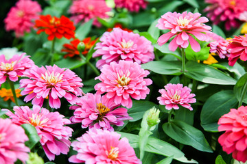 Fototapeta premium Pink beautiful blooming Zinnia flower in garden