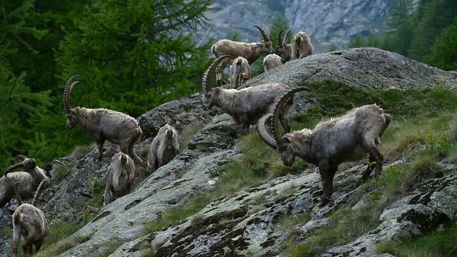 Herd of male Alpine ibexes (Capra ibex) foraging on mountain slope in the Alps in spring