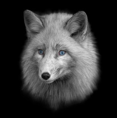 Black and white portrait of a wild fox with blue eyes on a contrasting black background