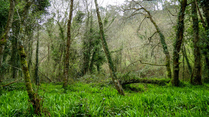 Bosque en el entorno del río Barayo (Asturias/ España)