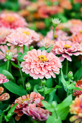 Pink beautiful blooming Zinnia flower in garden