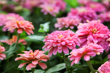 Fototapeta premium Pink beautiful blooming Zinnia flower in garden