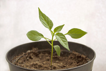 a small green pepper sprout is planted in a pot on a white background