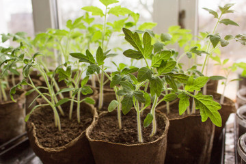 small green sprouts tomatoes in peat pots on the windowsill