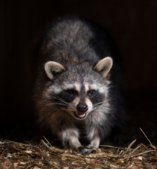 Portrait of a striped raccoon with a black mask on his face