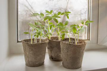 small green sprouts tomatoes in peat pots on the windowsill