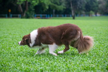 ボーダーコリー独特の動作　待つ