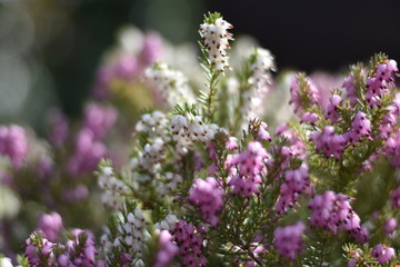Schneeheide (Erica carnea)