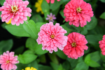 Pink beautiful blooming Zinnia flower in garden