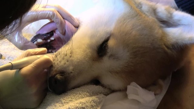 ein Zahnarzt entfernt bei einem Hund (Akita Inu) Zahnstein 