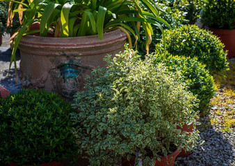 close up green garden plants in pots ,small garden, gardening concept, spring,