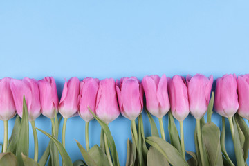 pink tulips on sky blue background