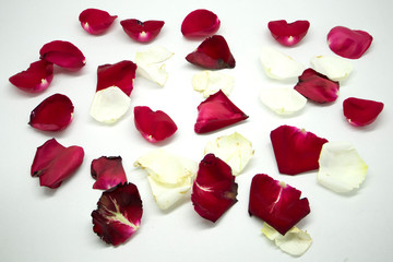 White and red rose petals on a white background
