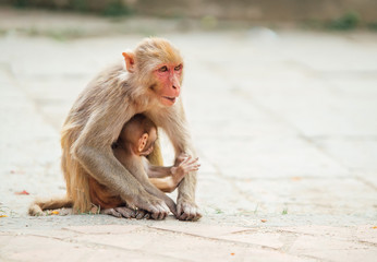 Fototapeta premium Mother monkey sitting on ground protecting and nurturing its cub looking around. Funny animals concept image.