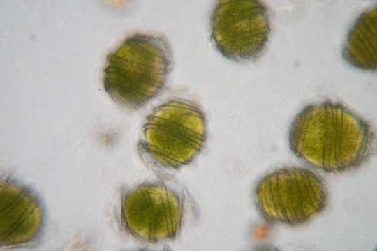 Equisetum (horsetail, snake grass, puzzlegrass) is the only living genus in Equisetaceae for education in laboratory.