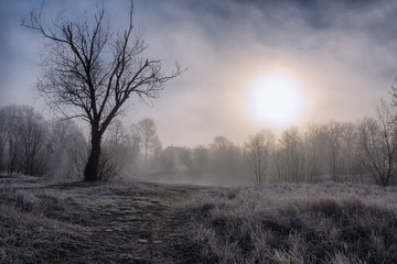 Early morning, fog glade, grass and trees in hoarfrost and a lake house.