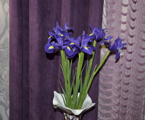 Against the background of purple textile, on a round glass table in a beautiful vase there is a bouquet of beautiful fresh fragrant flowers of iris in bright blue.