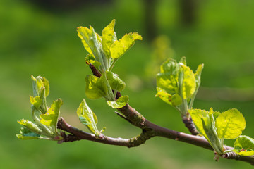 Nahaufnahme eines sprießenden Blattes eines Laubbaums