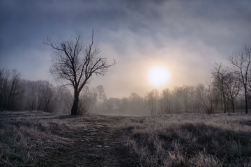 Early morning, fog glade, grass and trees in hoarfrost and a lake house.