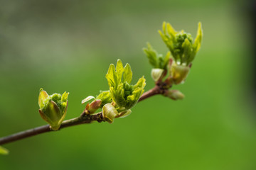 Nahaufnahme eines sprießenden Blattes eines Laubbaums