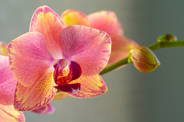 Pink and yellow pastel orchid close up on blurred background