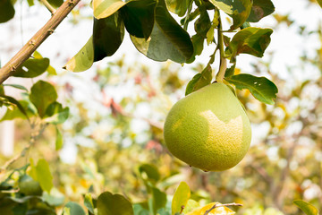 Pomelo is a tropical fruit in Thailand