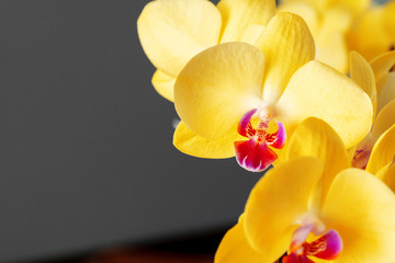 Fototapeta na wymiar Close up of yellow flowers of Orchid on blurred background