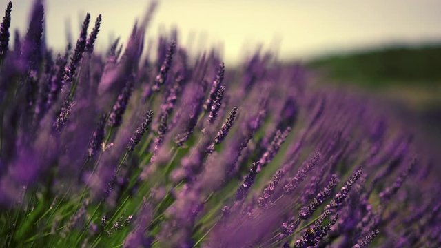 Slow motion video of violet flowers growing in botanical garden in french city Provence during summer season for agriculture, close up view of lavandula blossom