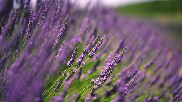Close up view of lavandula blossom growing on countryside for aromatic perfumes, slow motion video of lavender flowers with purple color swaying in garden during summer time