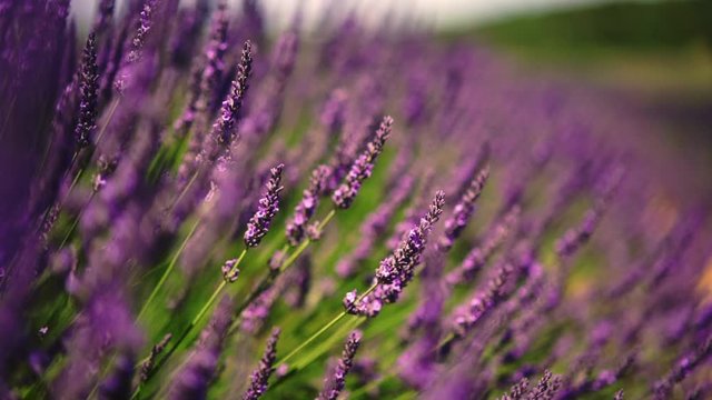 Slow motion effect, beautiful violet flowers growing on essential garden with lavandule in countryside, close up view of colorful lavenders in botanical garden