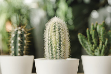 Mini cactus plant potted on blurred botanical garden background