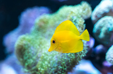 zebrasoma salt water aquarium fish